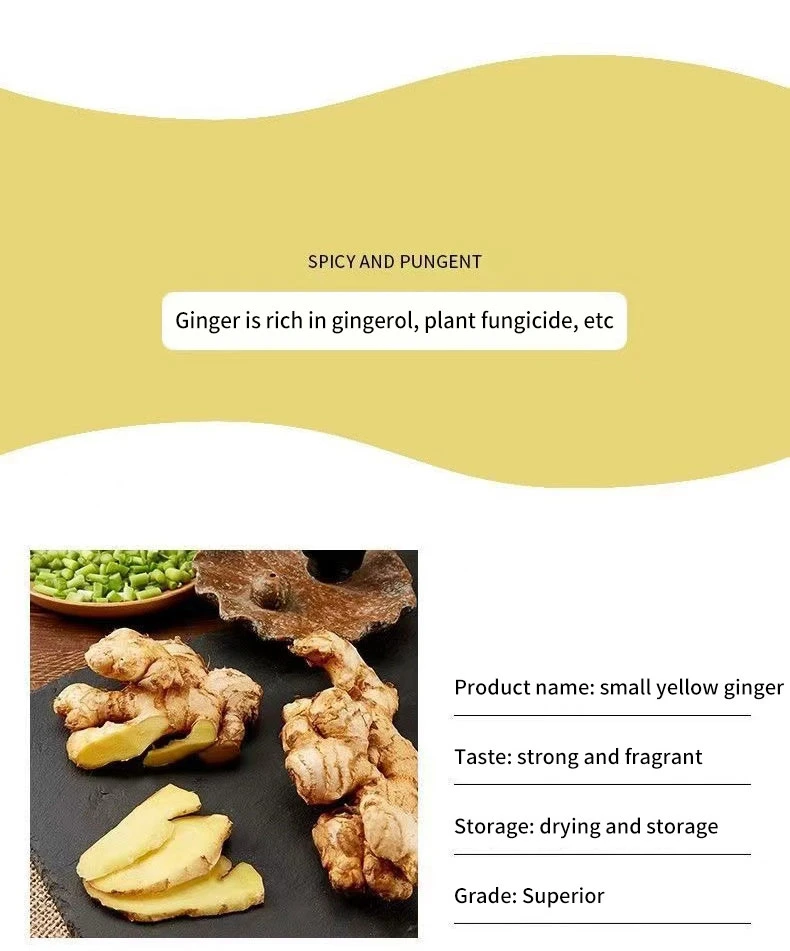 Fresh Ginger Origin Vietnam Best Quality Spices All Kinds Bulk Fresh Ginger Organic Ginger Fresh Ginger Fresh Vegetable Conventional Ginger for Wholesale