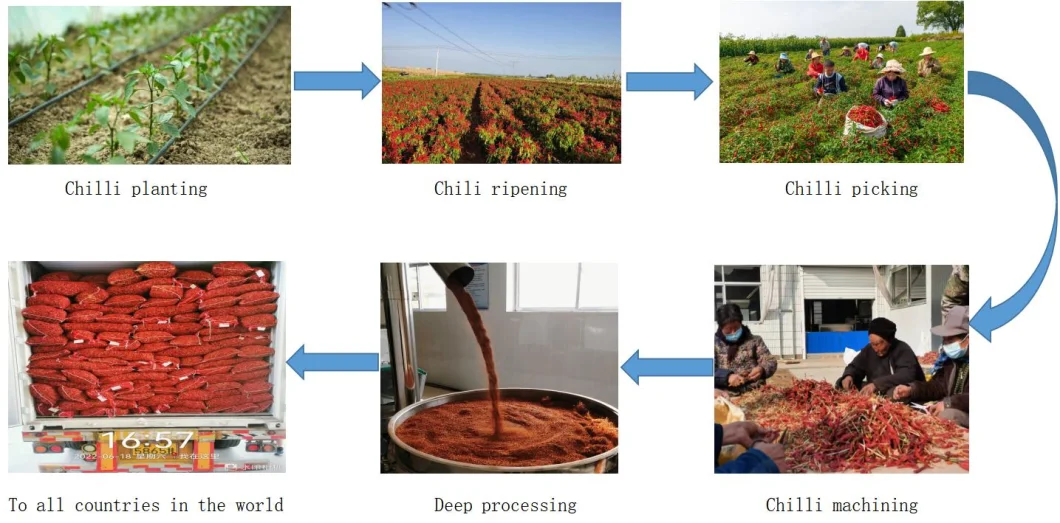 China Paprika Chilli Factory Supply Dried Chili Peppers