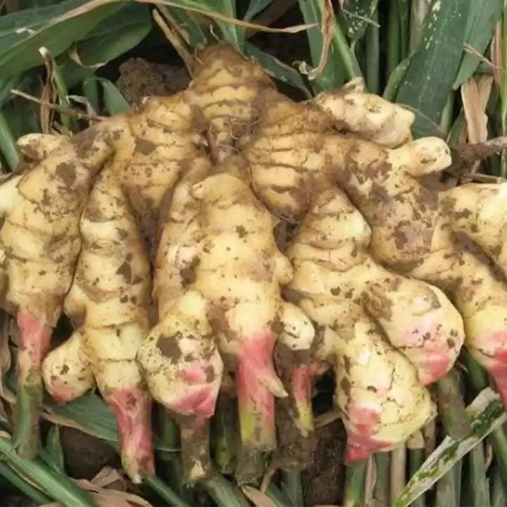 Hot Selling Indian Grade 100% Natural Dried Ginger Aromatic Fresh Ginger / Vegetable Manufacturer Agriculture Clean Surface Dehydrated Ginger From India