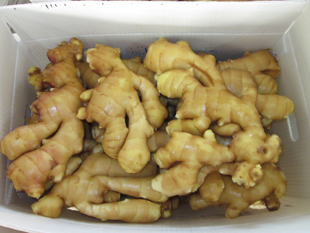 New Crop High Quality Fresh Air Dried Ginger Food From China Shandong