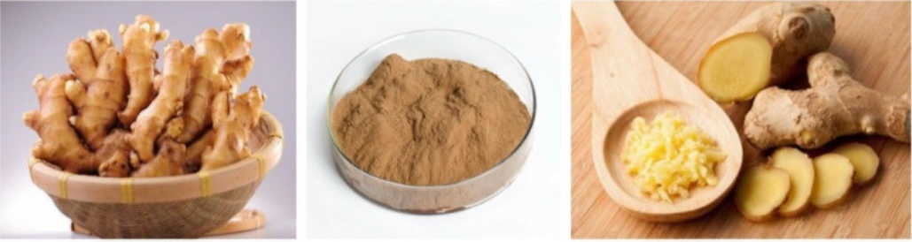 Bulk Sale Food High-Quality Organic Ginger Powder