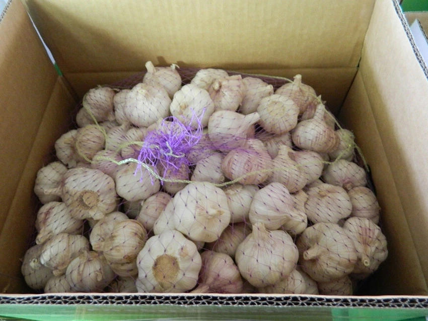 China Exporter of Fried Garlic