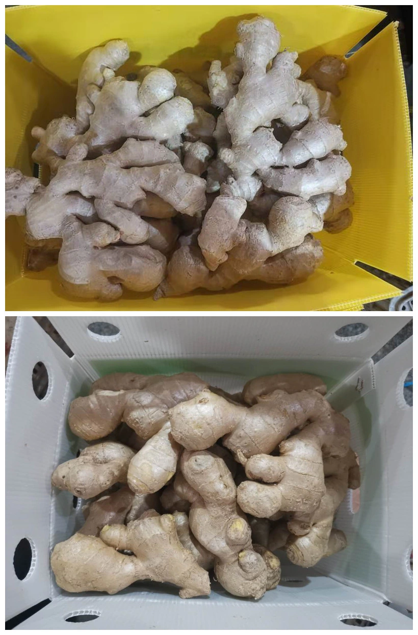 Fresh Air-Dried Ginger Supplier From China