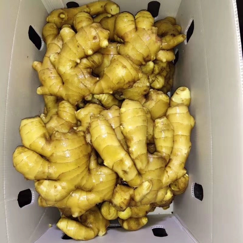 New Crop Organic Ginger From China High Quality Air Dried Ginger